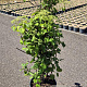 Hydrangea anomala petiolaris 100-125 cm 15L