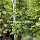Hydrangea anomala petiolaris 100-125 cm 15L