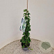 Hydrangea anomala petiolaris 60-80 cm 2,0L