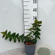 Hypericum 'Hidcote' 20-30 cm 2,0L