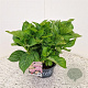 Hydrangea m. 'Little Pink' 20-25 cm 2,0L