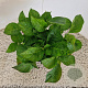 Hydrangea m. 'Little Purple' 20-25 cm 2,0L