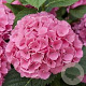Hydrangea m. 'Schöne Bautznerin' GM 3,0L leverbaar
