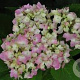 Hydrangea m. 'Semperflorens' GM 3,0L leverbaar