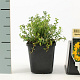 Hypericum olympicum GM P9