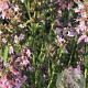Hyssopus officinalis 'Roseus' GM P9