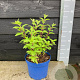 Hydrangea pan. Bobo 25-30 cm 5,0L