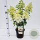 Hydrangea pan. Bobo 30-40 cm 3,0L