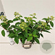 Hydrangea pan. Bobo 30-40 cm 3,0L
