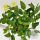 Hydrangea pan. 'Jane' 30-40 cm 3,0L