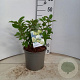 Hydrangea pan. 'Limelight' 30-40 cm 5,0L