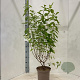 Hydrangea pan. 'Limelight' 30-40 cm 5,0L