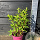 Hydrangea pan. Living Pink & Rose 30-40 cm 5,0L