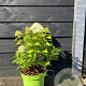 Hydrangea pan. Little Spooky 20-30 cm 5,0L