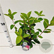 Hydrangea pan. 'Pink Diamond' 30-40 cm 2,5L