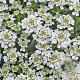 Iberis semp. 'Nevina' GM P9