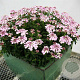 Iberis semp. 'Pink Ice' GM P9