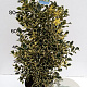 Ilex aq. 'Argentea Marginata' 100-125 cm met kluit