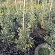 Ilex aq. 'Argentea Marginata' 100-125 cm met kluit