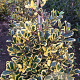 Ilex altacl. 'Golden King' 60-80 cm met kluit