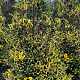 Ilex altacl. 'Golden King' 60-80 cm met kluit