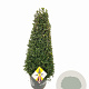 Ilex crenata Dark Green 90-100 cm 15L kegel