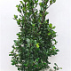 Ilex meserv. 'Blue Prince' 100-125 cm met kluit