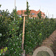 Ilex meserv. 'Blue Prince' 100-125 cm met kluit