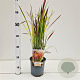 Imperata cylindrica 'Red Baron' 25-30 cm 2,0L