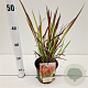 Imperata cylindrica 'Red Baron' 25-30 cm 2,0L