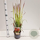 Imperata cylindrica 'Red Baron' 25-30 cm 2,0L