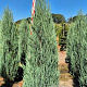 Juniperus s. 'Blue Arrow' 175-200 cm draadkluit extra