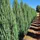 Juniperus s. 'Blue Arrow' 225-250 cm draadkluit extra
