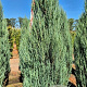 Juniperus s. 'Blue Arrow' 225-250 cm draadkluit extra