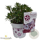 Kalmia latifolia 25-30 cm 3,5L