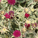 Knautia m. 'Thunder and Lightning' GM P9