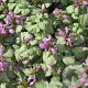 Lamium mac. 'Red Nancy' GM P9