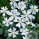 Lavatera 'White Angel' GM P9