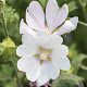 Lavatera 'White Angel' GM P9