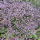 Limonium lat. 'Blauer Diamant' GM P9
