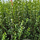 Ligustrum ovalifolium 125-150 cm met kluit