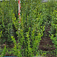 Ligustrum ovalifolium 125-150 cm met kluit