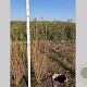 Ligustrum ovalifolium 125-150 cm met kluit
