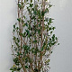 Ligustrum ovalifolium 125-150 cm met kluit