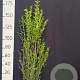 Ligustrum ovalifolium 150-175 cm met kluit