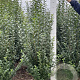 Ligustrum ovalifolium 150-175 cm met kluit