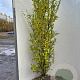 Ligustrum ovalifolium 175-200 cm met kluit