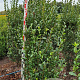 Ligustrum ovalifolium 175-200 cm met kluit