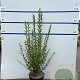Ligustrum ovalifolium 80-100 cm 7,5L
