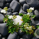 Ligusticum scoticum GM P9